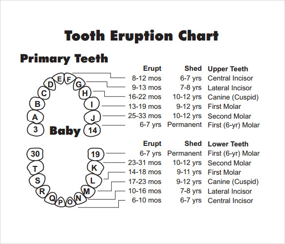 What Age Do Babies Get Teeth Chart