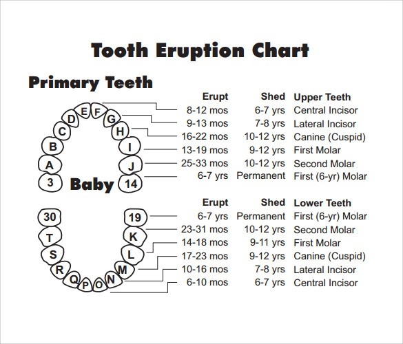 Dental Tooth Chart Pdf